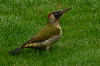 Saltram Park
