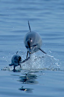 Wildlife
