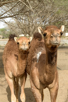 Visit to Camel Farm and Bullfighting