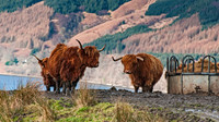 Scotland