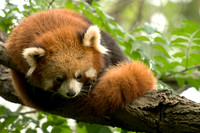 Chengdu