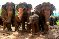 Sri lanka